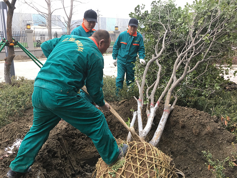 蘭堡灣植樹節